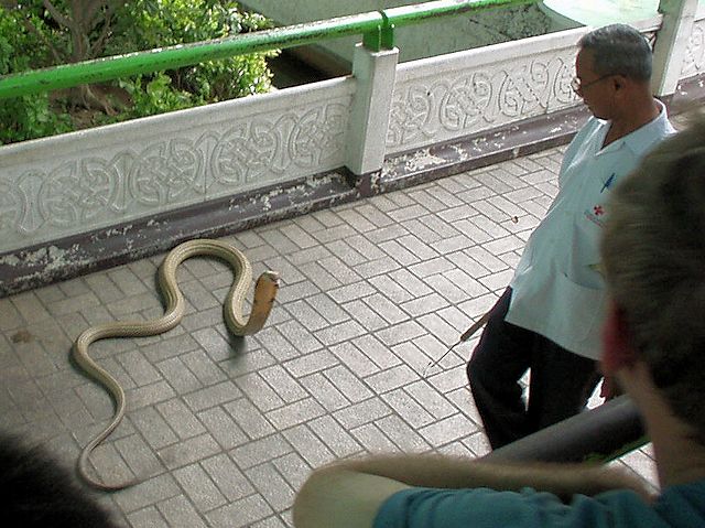 毒蛇研究所　威嚇するキングコブラ